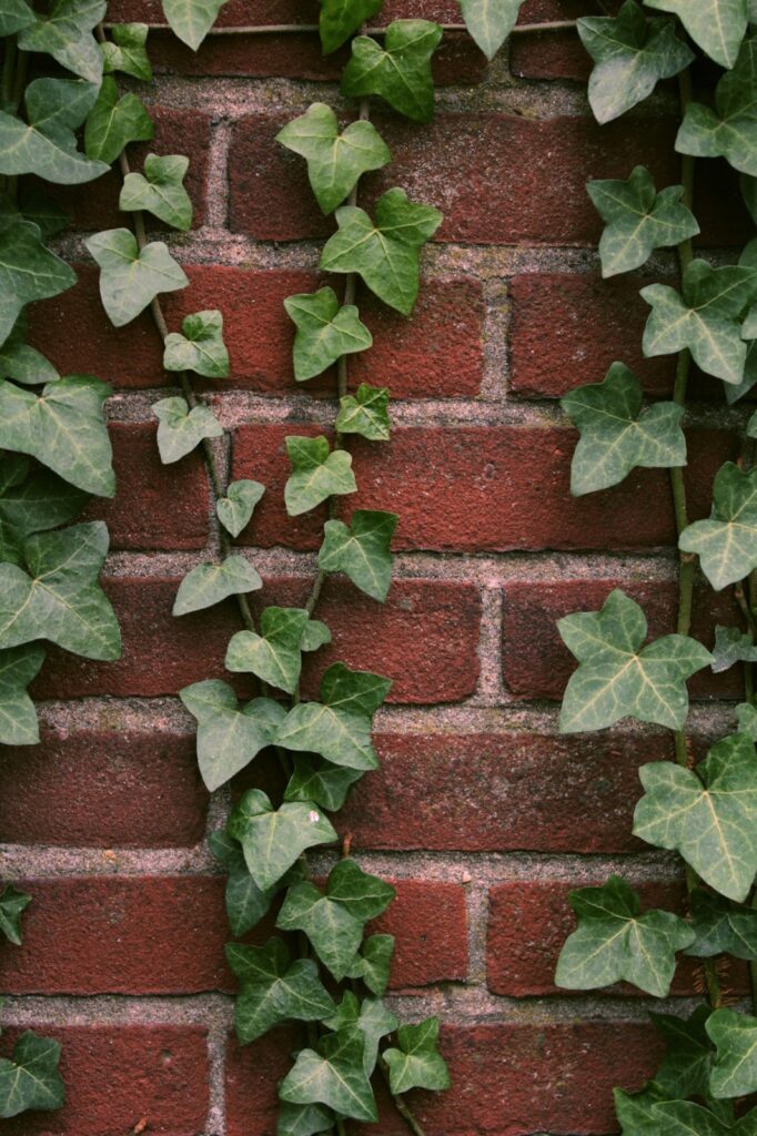 ivy on the wall for backyard hardscape ideas