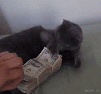 cat money