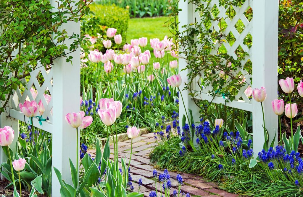 pergola vs trellis